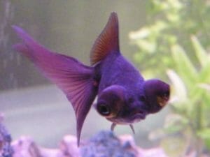 Organic fish keeping