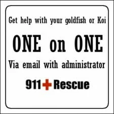 one on one goldfish help